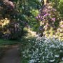 Rhododendron Impressionen